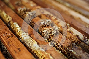 Open beehive with bees are crawling along the hive on honeycomb wooden frame. Apiculture concept