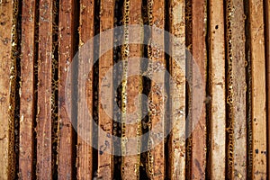 Open beehive with bees are crawling along the hive on honeycomb wooden frame. Apiculture concept