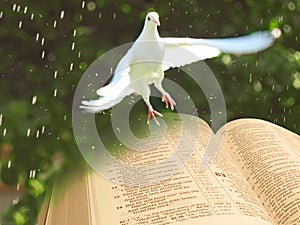 open bible dove bird spiritual prayer pray purity peace religion god jesus christ heaven
