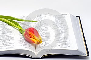 Open Bible and flower