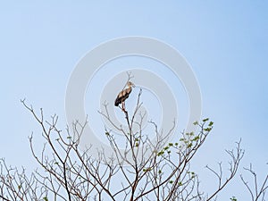 open billed bird on branch tree