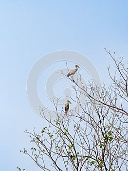 open billed bird on branch tree