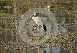 Open-Billed Stork