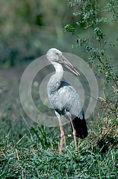 Open-billed stork, Anastomus oscitans