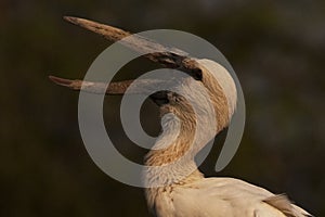 Open billed stork