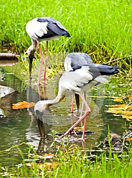 Open billed Stork bird