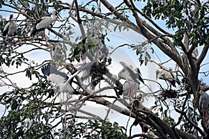 The open billed stork bird perch in the nest and on the branch of tree. photo