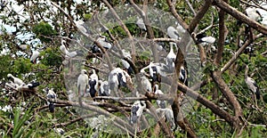 The open billed stork bird perch in the nest and on the branch of tree. photo