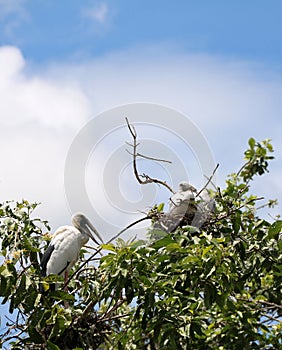 The open billed stork bird perch in the nest at the top of the tree on blue sky and white cloud background. photo