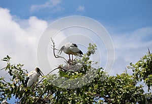 The open billed stork bird perch in the nest at the top of the tree on blue sky and white cloud background. photo