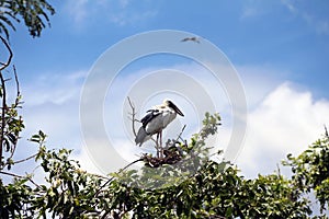 A open billed stork bird perch at the top of the tree on blue sky and white cloud background. photo