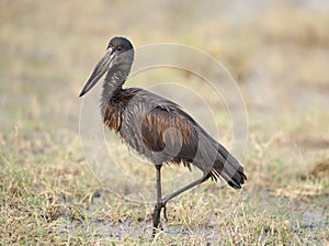 Open billed stork