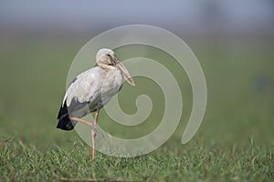 Open Billed Stork photo