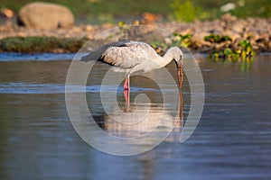 An Open Billed Stork in Reflective Waters