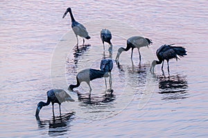 Open billed storks feeding at sunset
