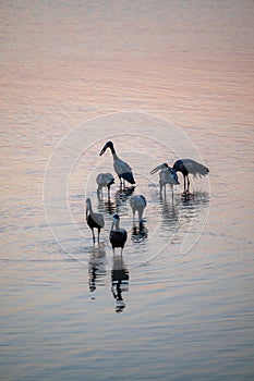 open billed storks feeding at sunset