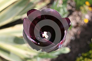 Open Black Tulip