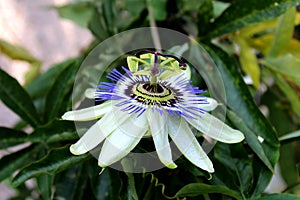 Open blooming beautiful unusual Passion fruit or Passiflora edulis flower pointing towards sun surrounded with dark green thick photo