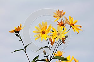 Open blooming bright yellow flowers of Jerusalem artichoke or Helianthus tuberosus plants surrounded with dark green leaves and