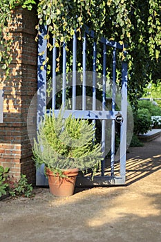 Open Blue Gate in Garden with Hanging Ivy and Potted Plant