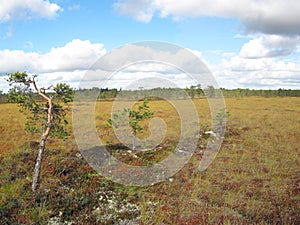 Open bog