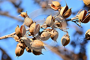 Open bolls on the branches of a paulownia tomentosa photo