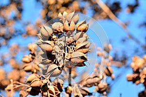 Open bolls on the branches of a paulownia tomentosa photo