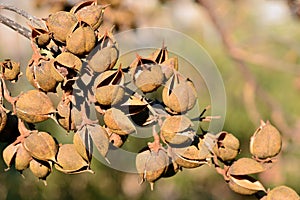 Open bolls on the branches of a paulownia tomentosa photo