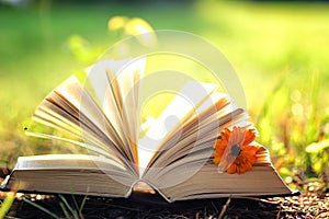 Open book with flower on grass