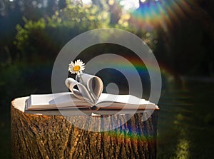 Open book with heart-shaped pages and chamomile flower on it