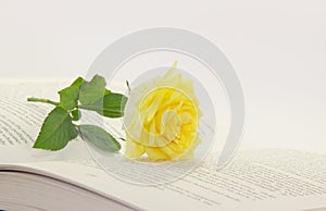 Open book and rose flower