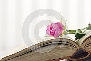 Open book with single pink rose