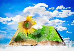 Open book with sunflower. Agricultural concept