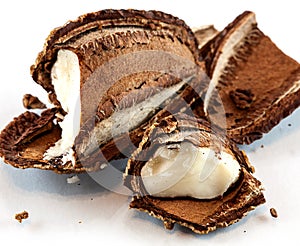 Open brazil nut