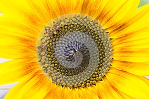 Open bright vibrant yellow sunflower closeup