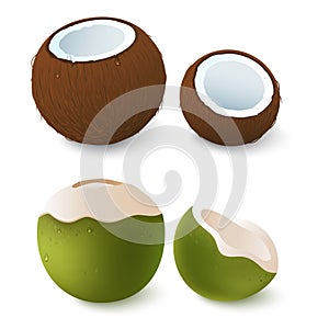 Open brown and green coconut. Exotic attribute of summer vacation. Isolated on white.Vector 3d illustration.