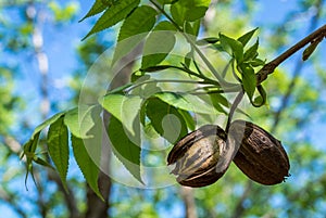 Open brown pecan husk with pecan inside on a green branch