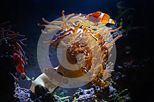 Open bubble tip anemone move tentacles in flow,  ocellaris clownfish silhouette in LED blue low backlight, animal photo