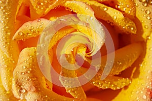 Open bud of beautiful rose and drops of water macro close-up shot. Rose petals, beautiful flower for the holiday, blooming rose,