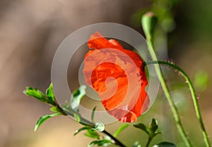 Open bud of red poppy flower in the field