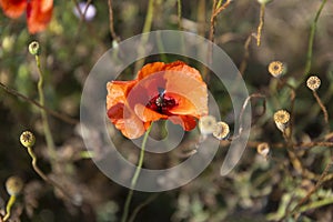 An open bud of a red poppy flower in a wild field in a mountainous area. Close-up. Landscape