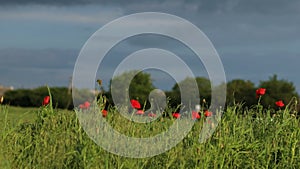 Open bud of red poppy flowers in green field on sunset in the wind. Close up beautiful meadow landscape