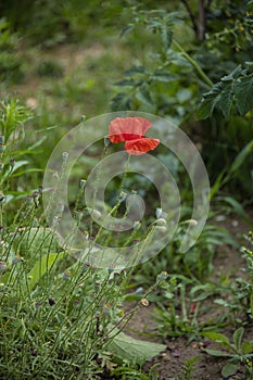 Open bud of wild red poppy flower in the field on a sunny afternoon in spring