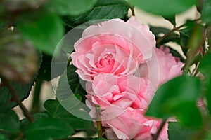 Open buds of a shrub rose with pink petals on a background of green leaves of a plant