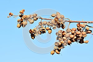 Open bolls on the branches of a paulownia tomentosa photo