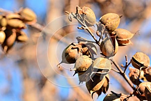 Open bolls on the branches of a paulownia tomentosa photo