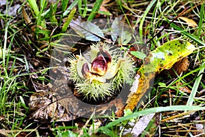 Open Catkin of the Sweet Chestnut