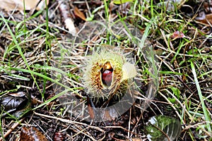 Open Catkin of the Sweet Chestnut