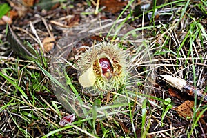 Open Catkin of the Sweet Chestnut