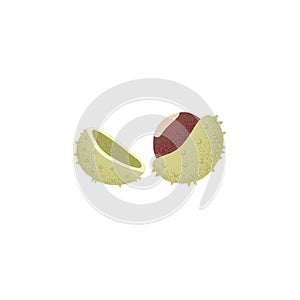 Open chestnut fruit, cracked shell with burs. Edible Castanea nut, seed. Natural food. Flat vector illustration isolated